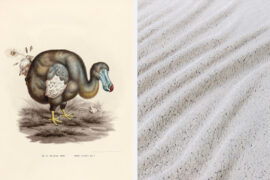 Gone But Not Forgotten: Moooi’s Extinct Animal Fabrics